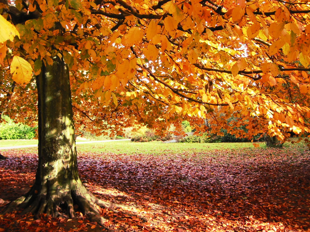 fall.jpg