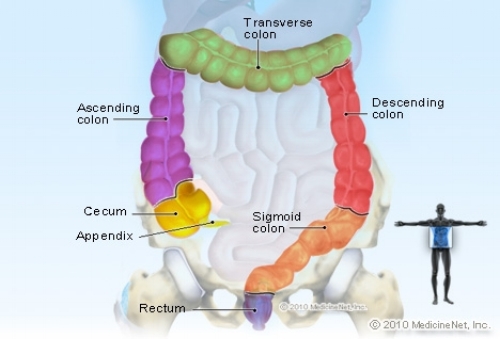 detail-colon.jpg