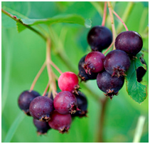 Serviceberry