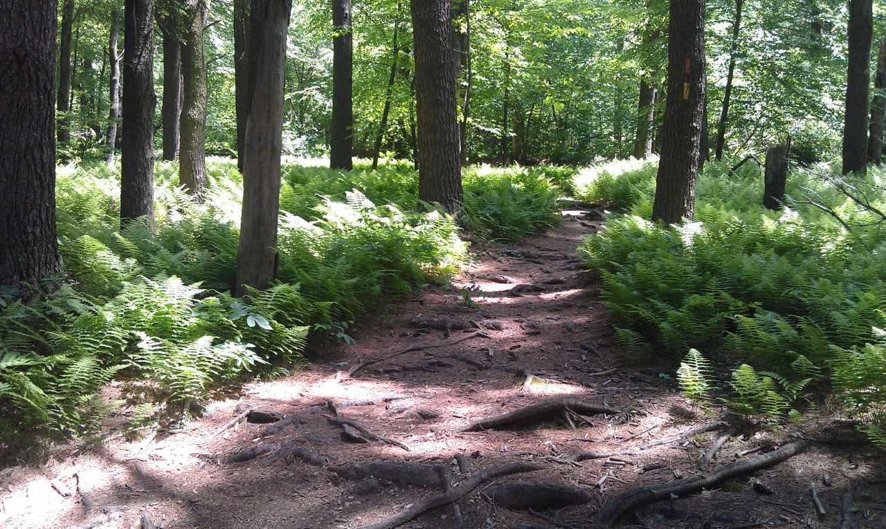 forest .jpg
