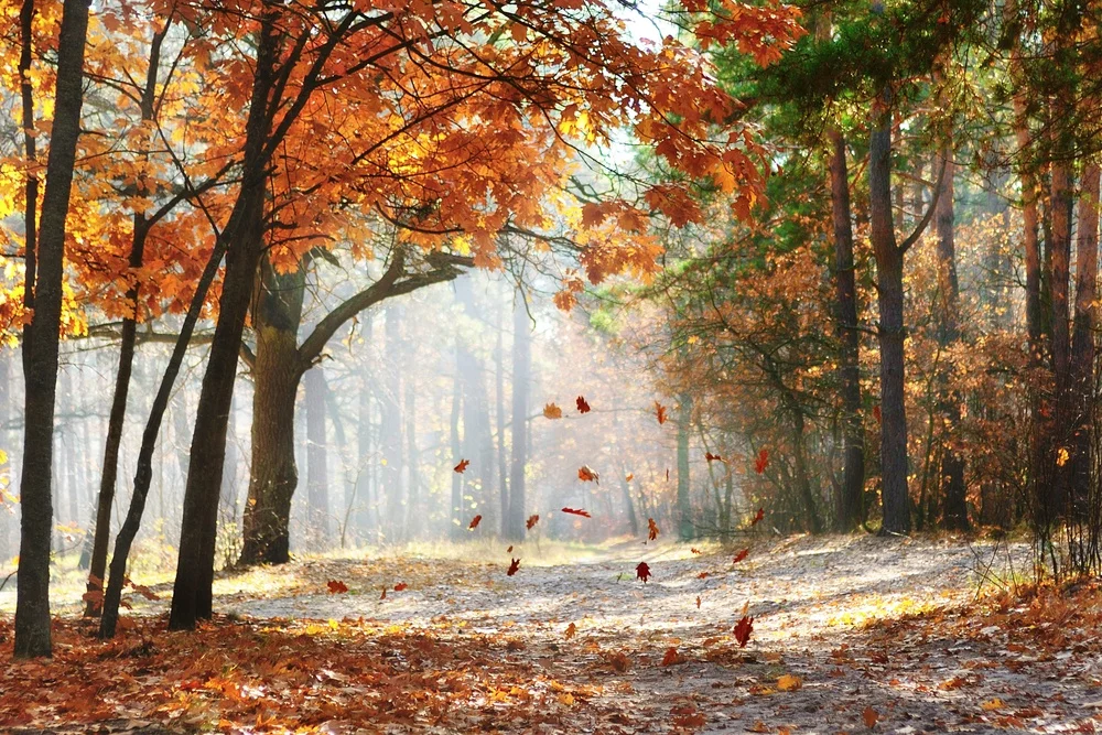 fall.jpg