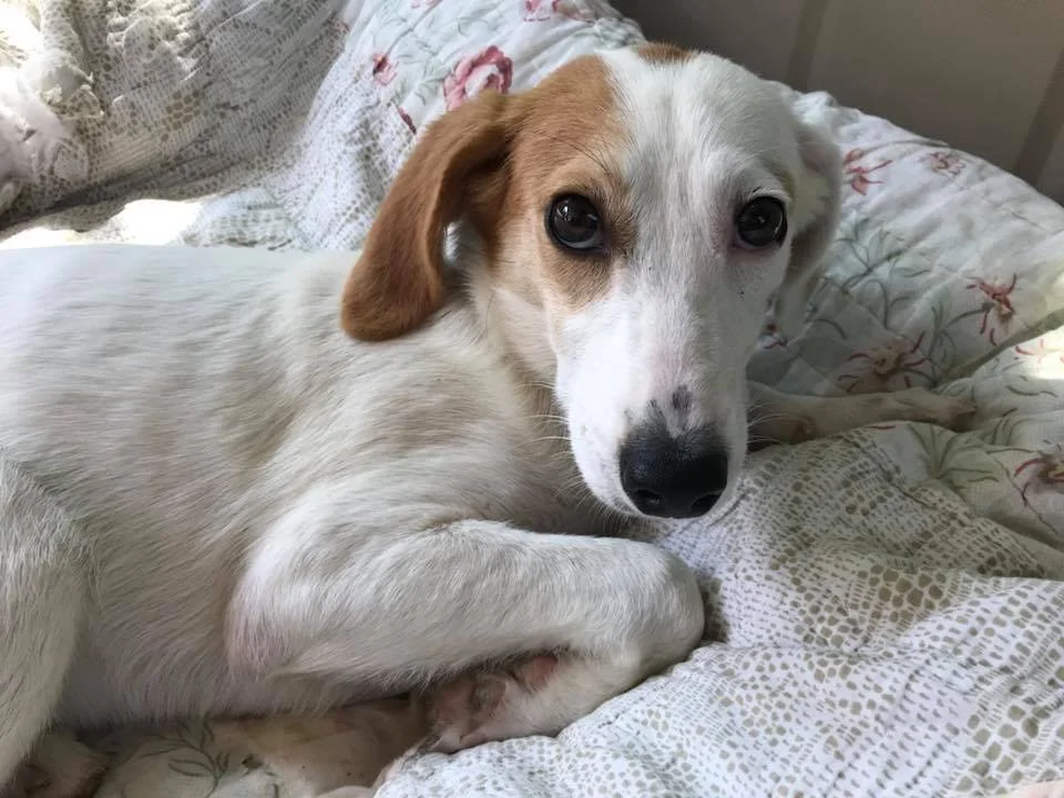 dog.jpg