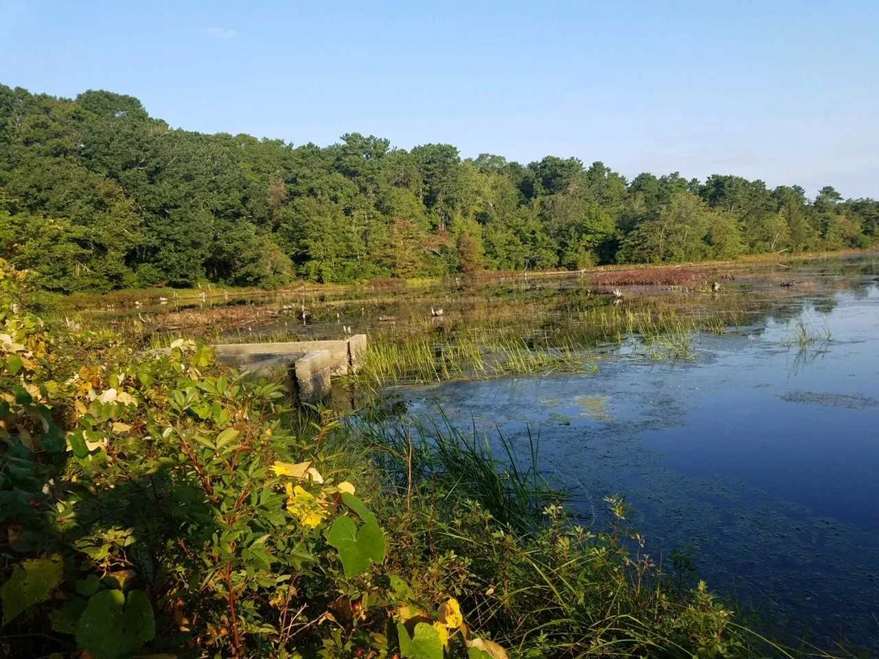 nature4.jpg