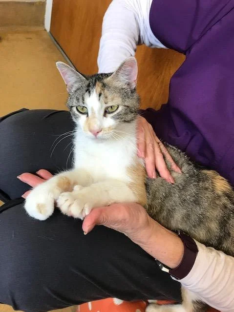 cat.jpg