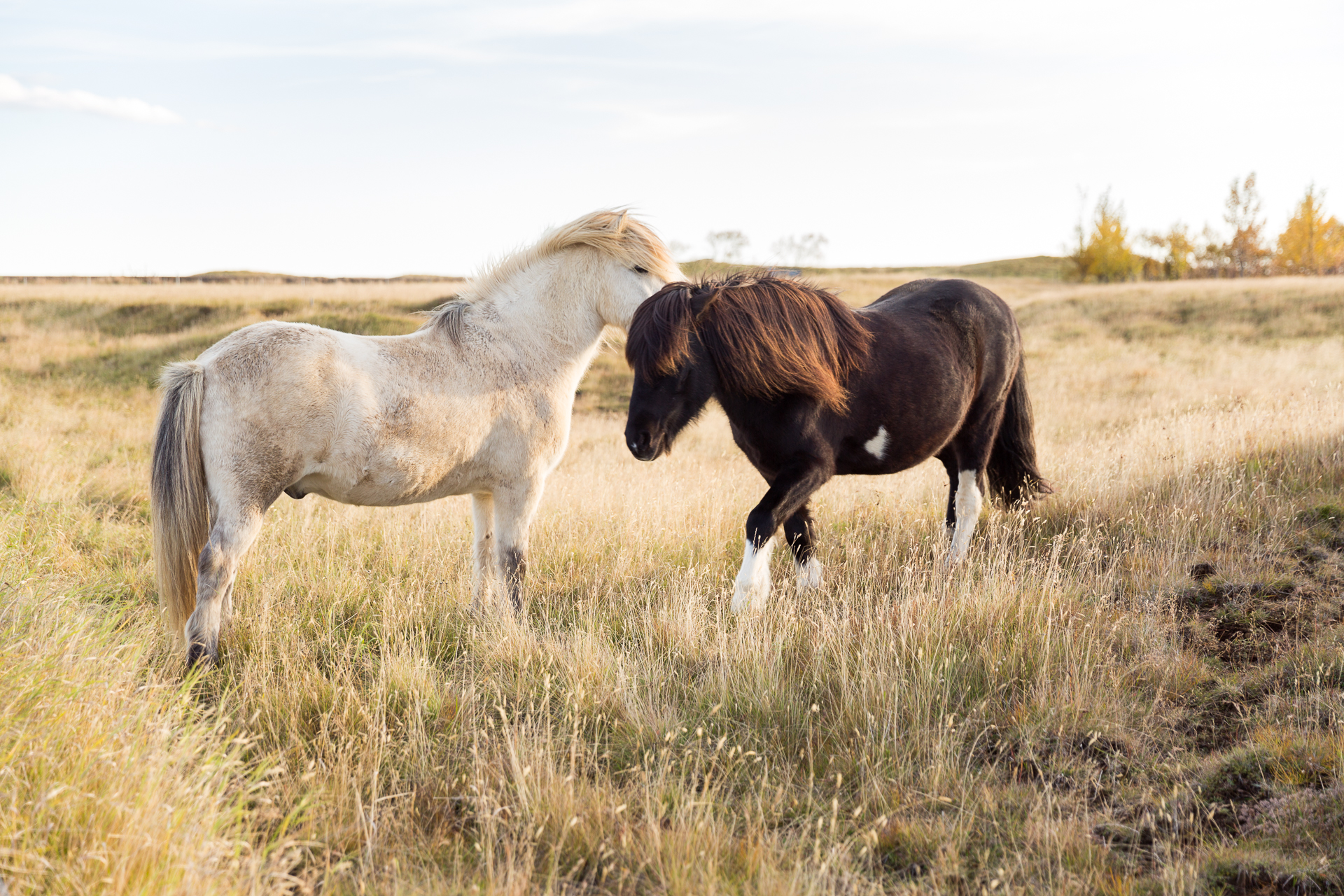 Icelandic Horses