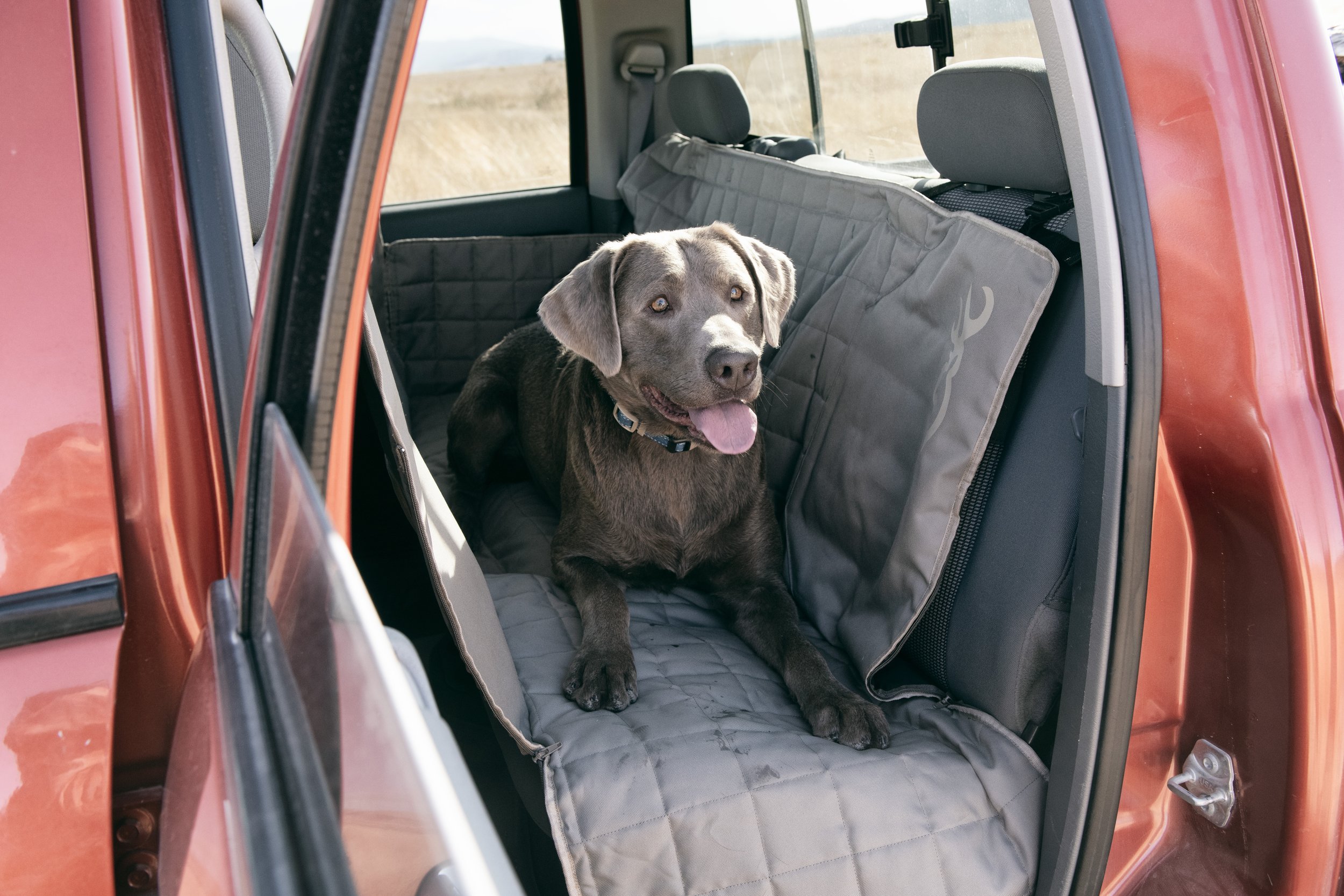 p0000353-201_brn_pet_auto_hammock-seat-cover_wings-clay_inuse_lifestyle_506.jpg
