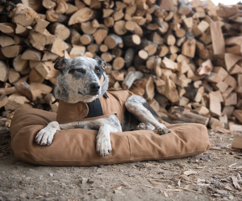 carhartt_pet_march_2019_80_edited.jpg