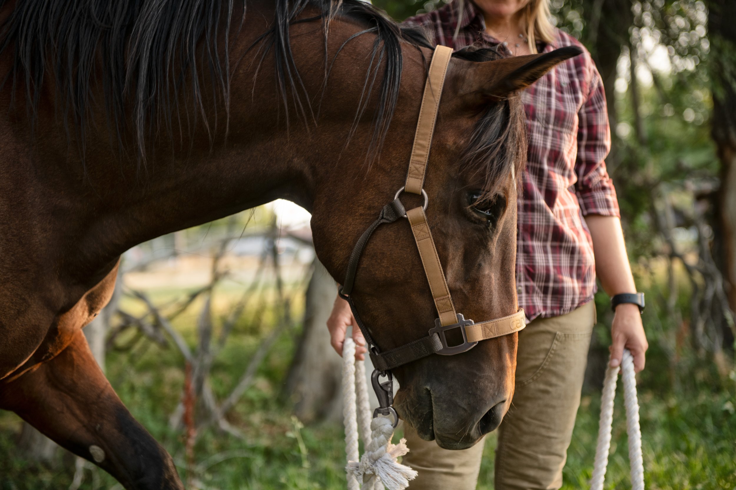 p0000420-201_car_pet_eqine_nylon-duck-horse-halter_chbr_carina_lifestyle_88.jpg