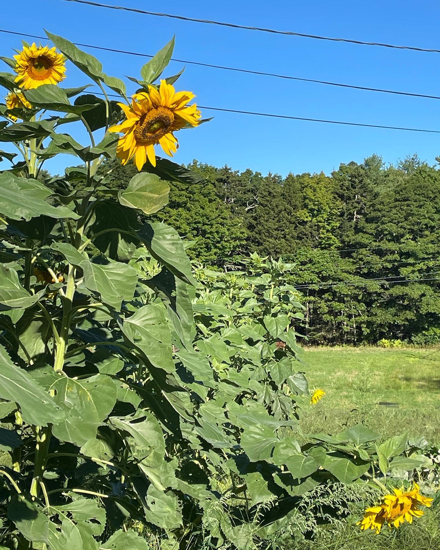 Entering my absolute favorite time of year. Glorious. 

#harpswell #septemberinmaine #twocovesfarm