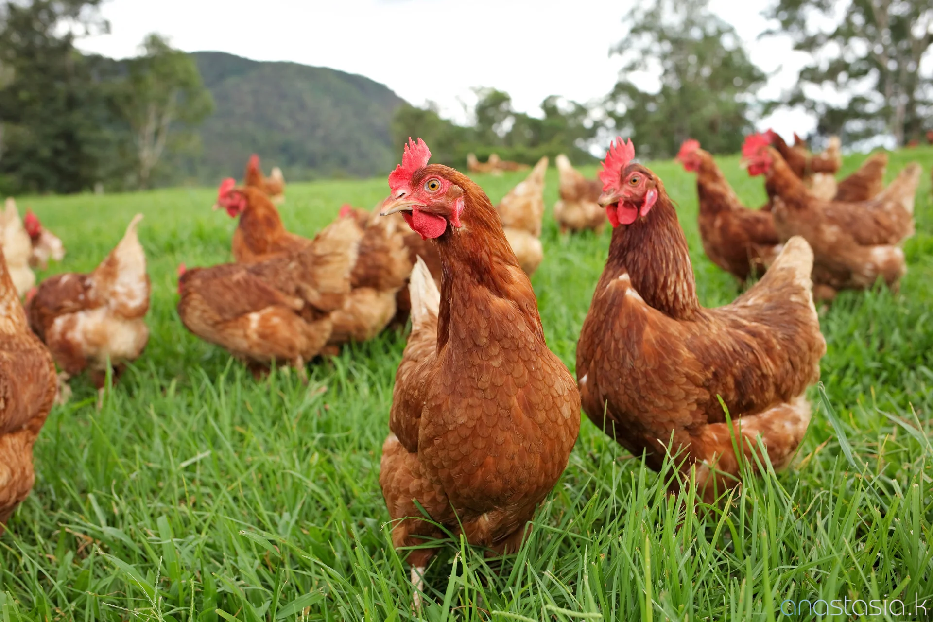 photography © Anastasia Kariofyllidis