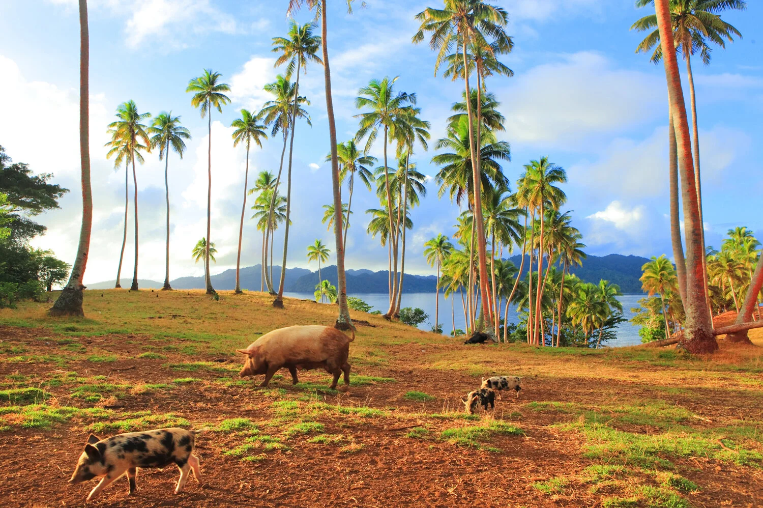 © Anastasia Kariofyllidis