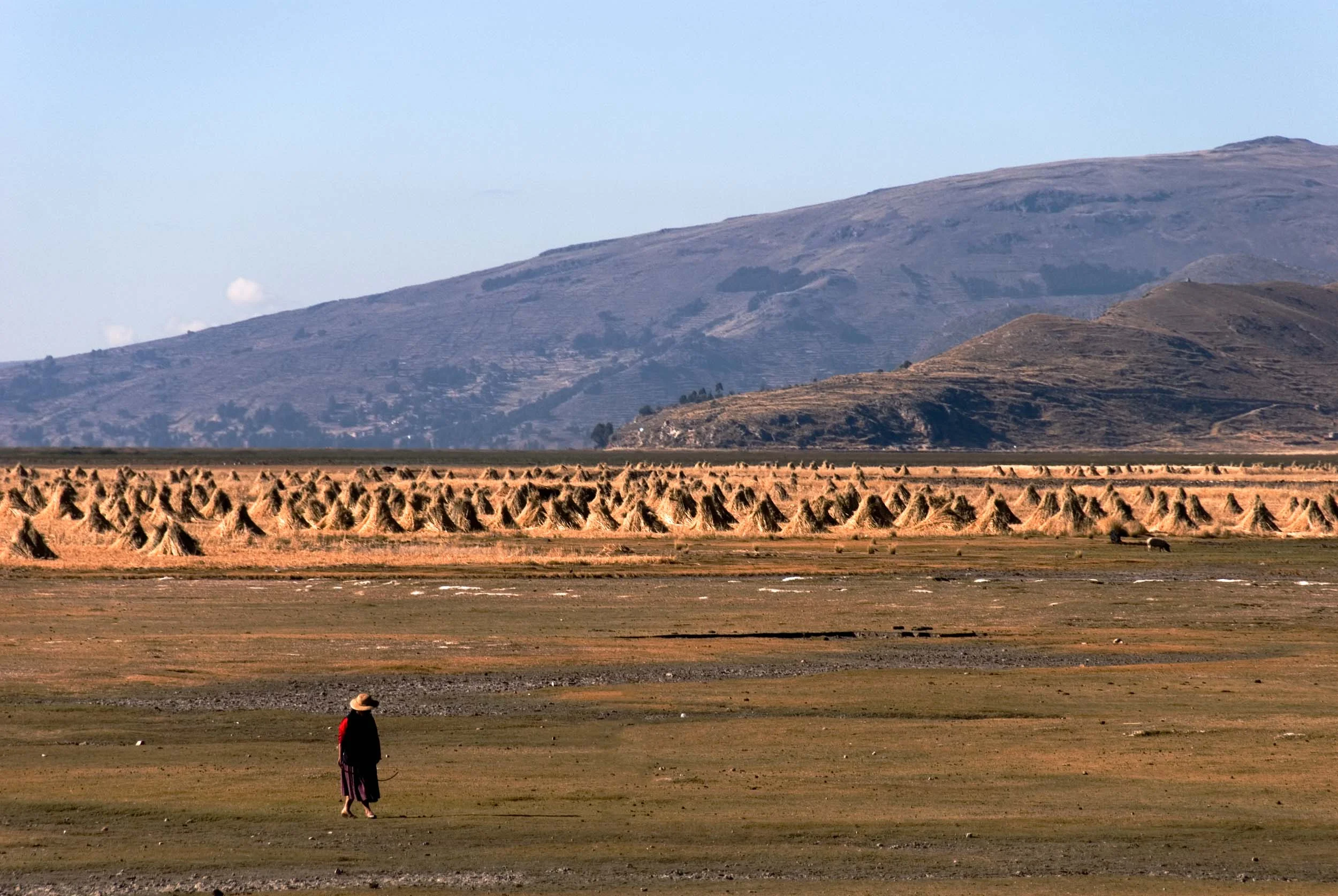 Andean Wheat Field