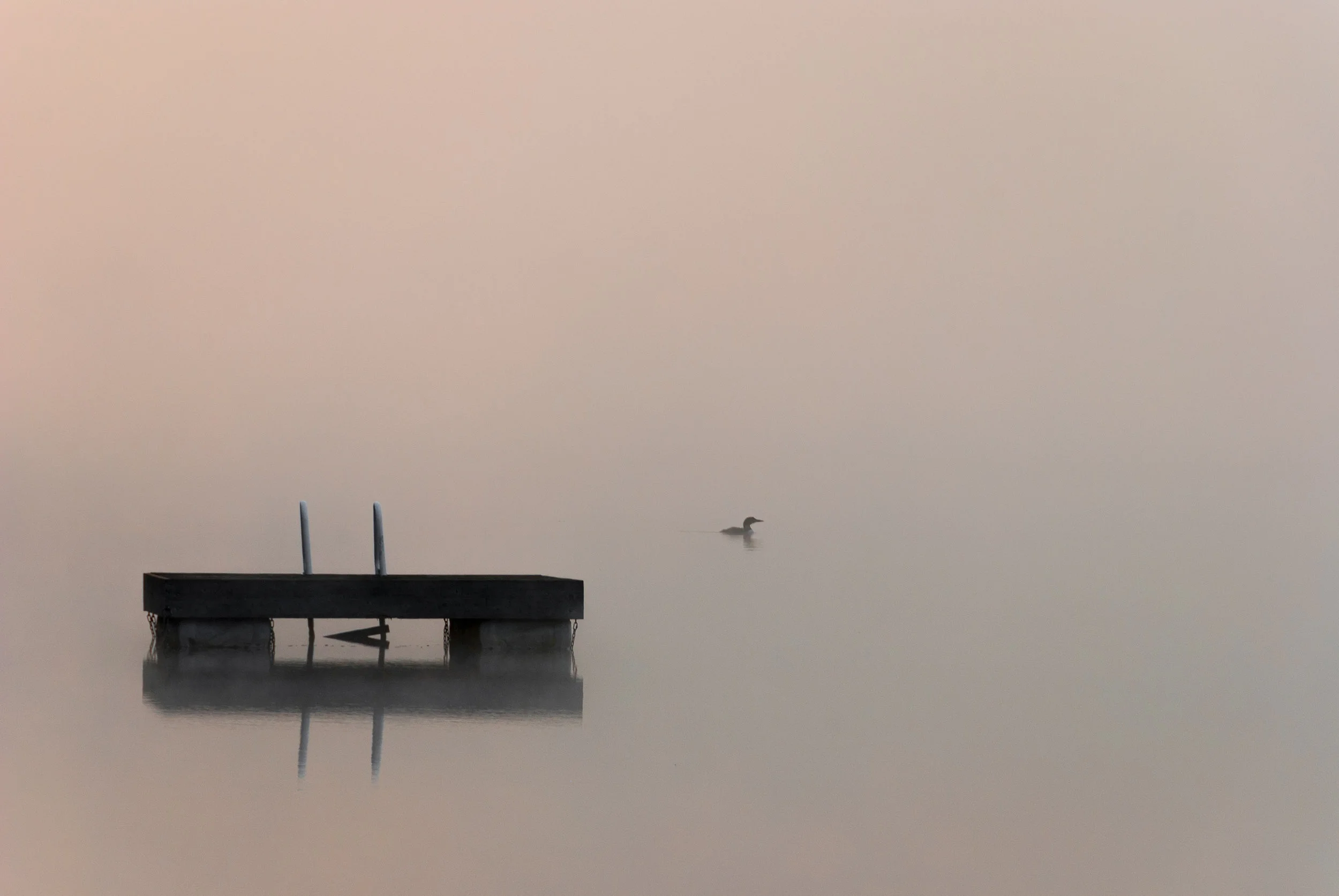 A solitary loon on the water near Algonquin Park