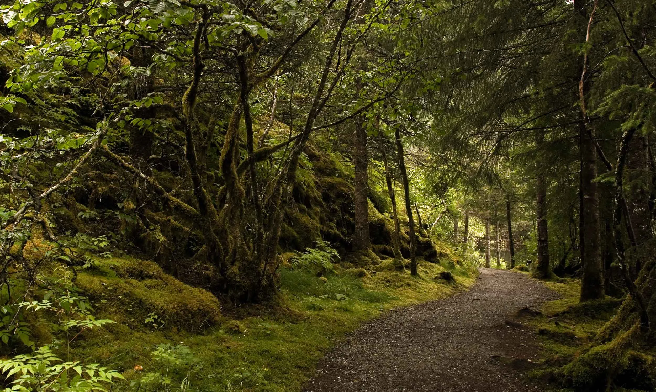 Arctic Rainforest