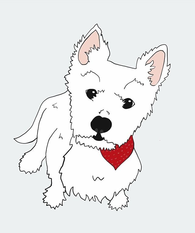 Next up: Archibald McDougall the west highland terrier