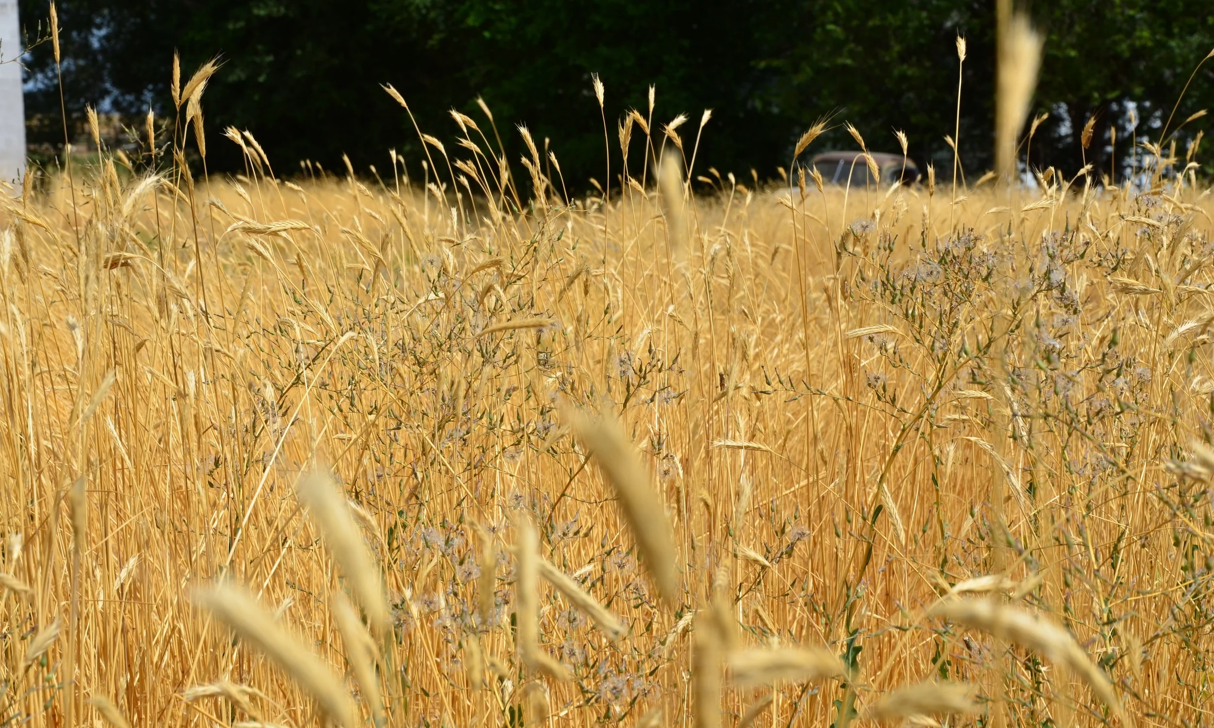 wheat.JPG