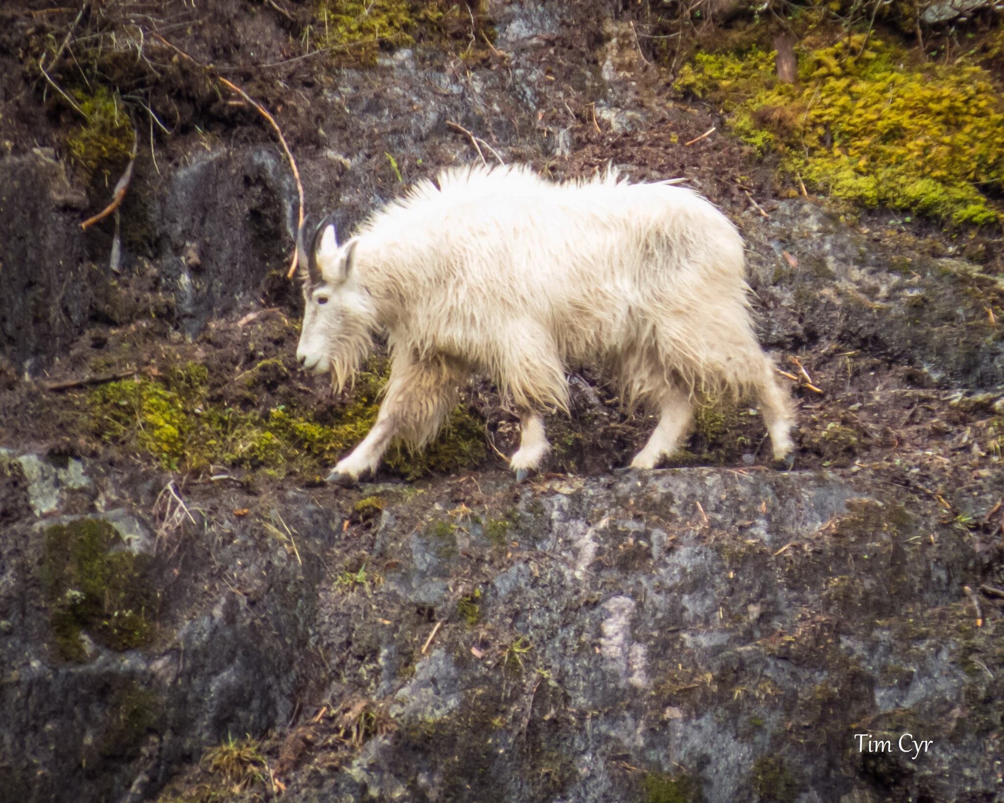 Mountain goat.jpg