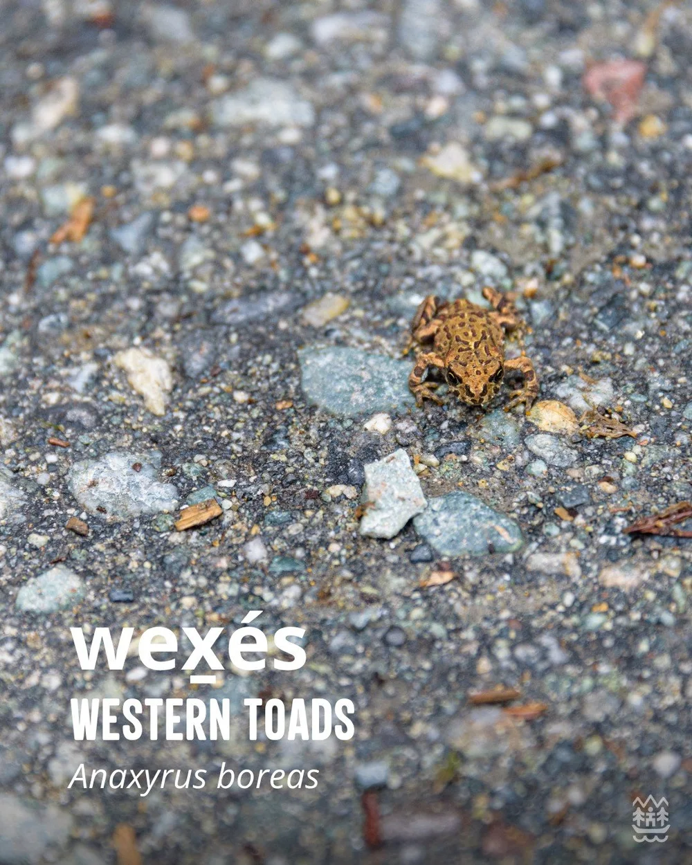 Western Toad.jpg
