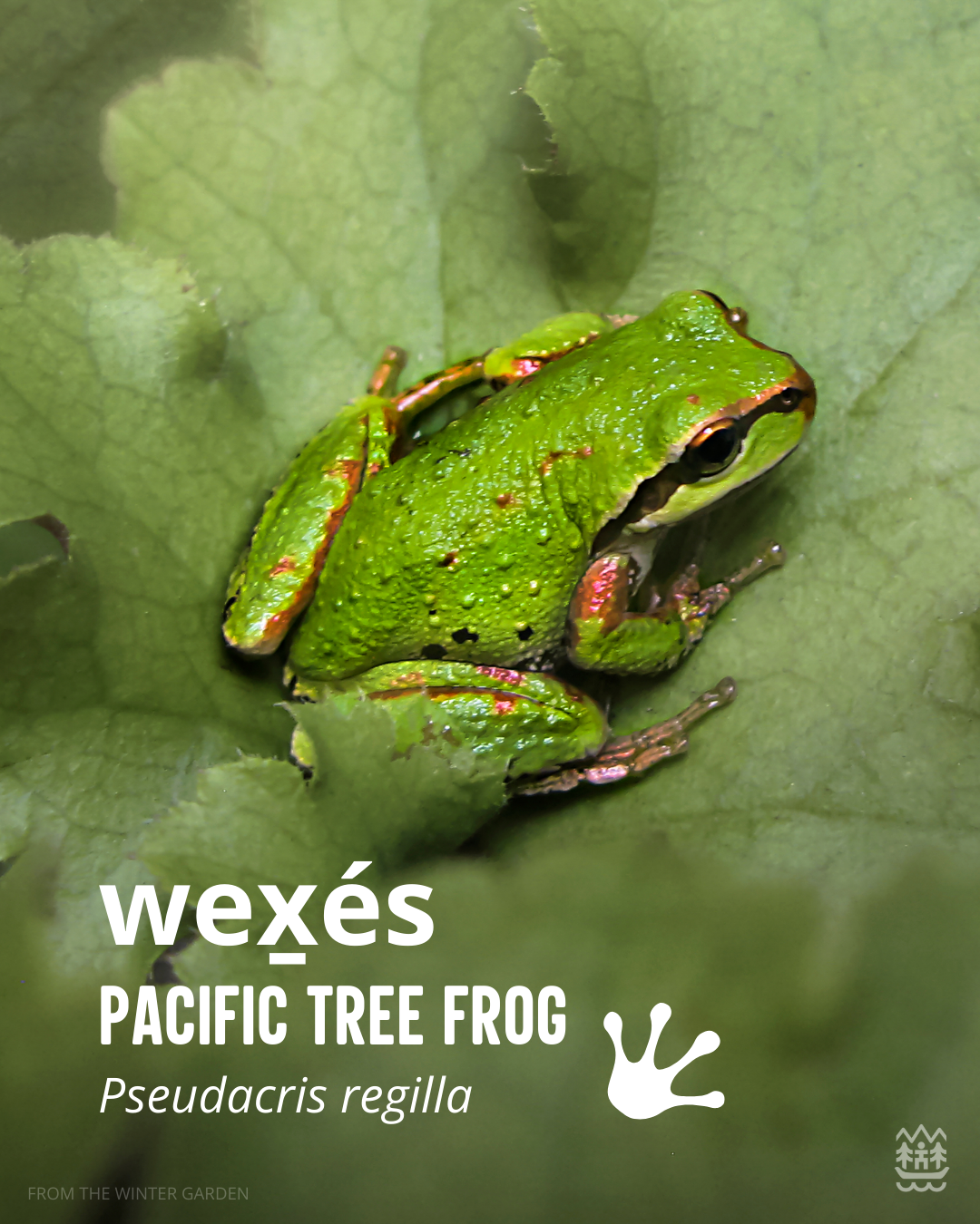Pacific Tree Frog.png