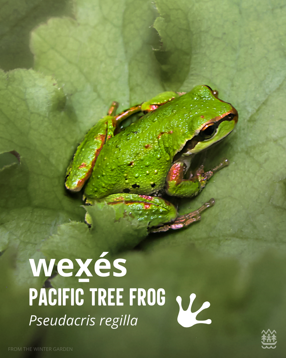Pacific Tree Frog.png