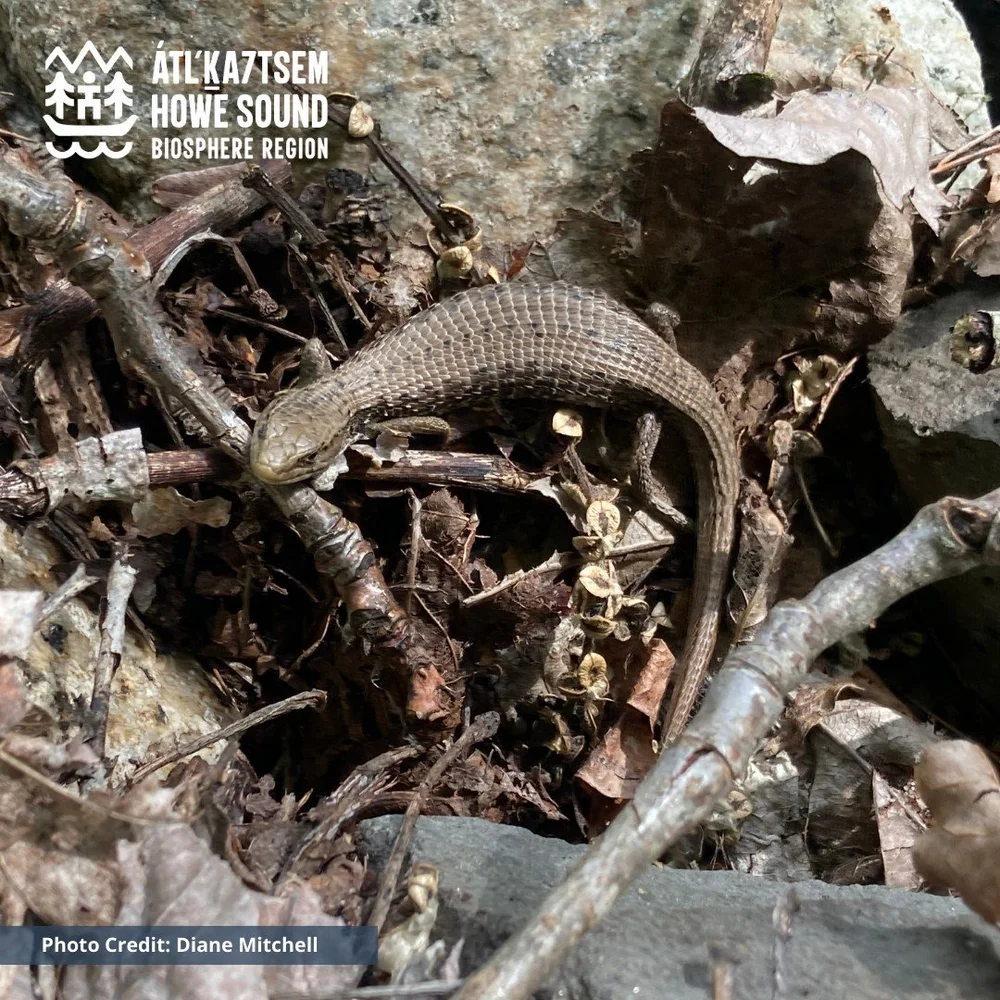 Alligator lizard.jpg