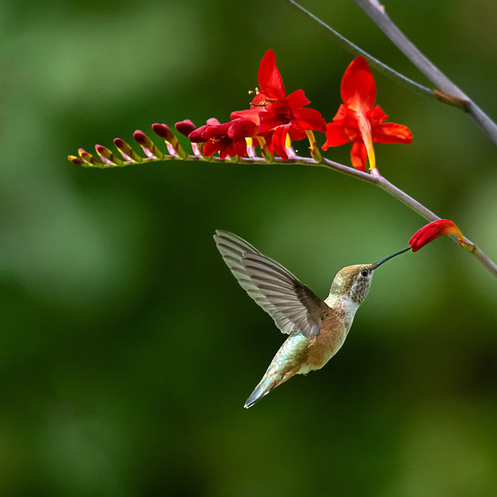 Hummingbird.jpg