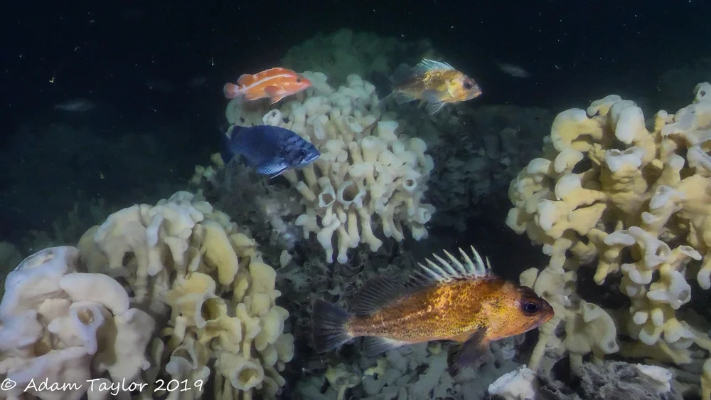 Assorted Rockfish over Sponge