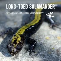 Long Toed Salamander.jpg