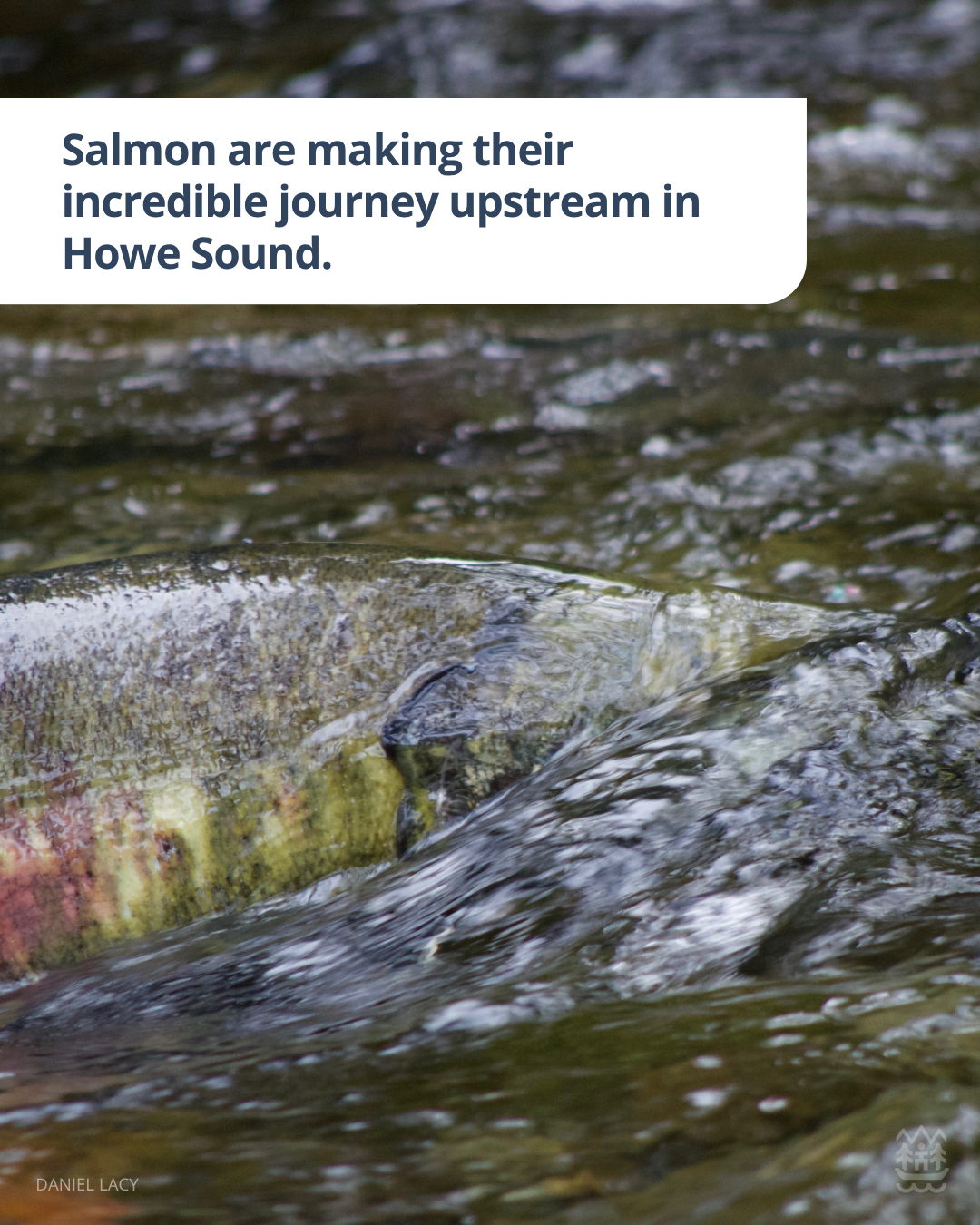 10_17_Salmon_Run.png