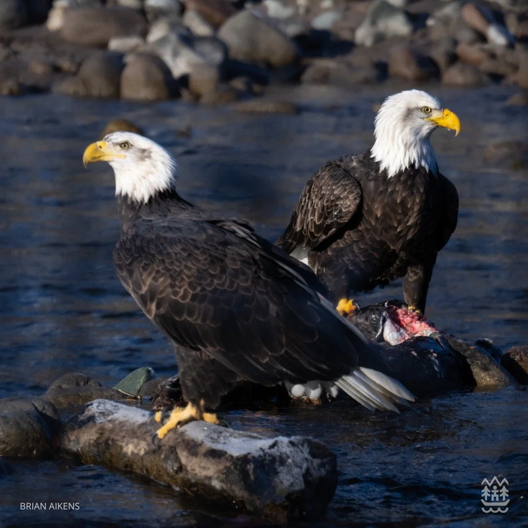 Bald Eagles.jpg