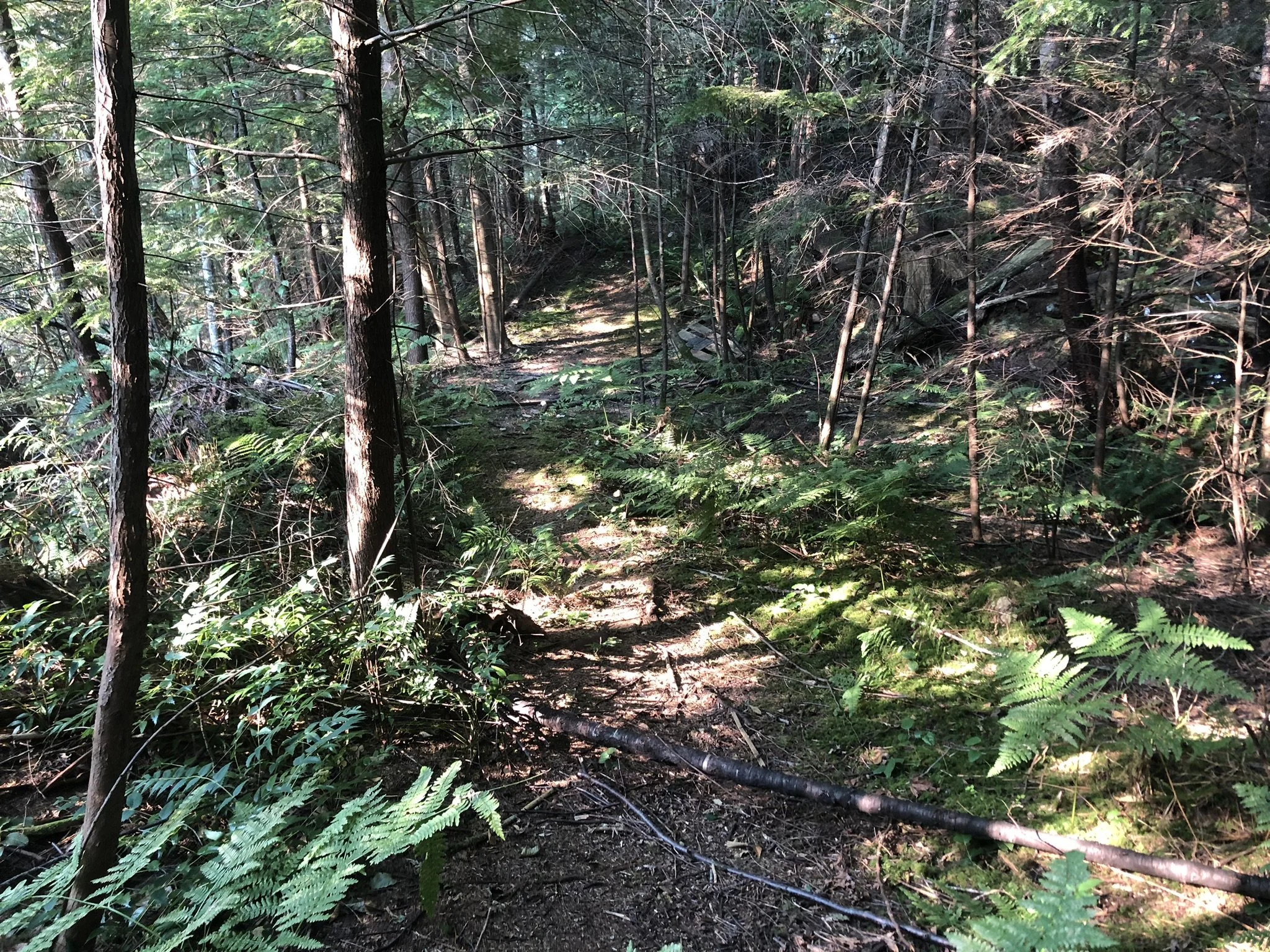 SLRD Britannia Beach OECM_Sam Wing(1).jpeg