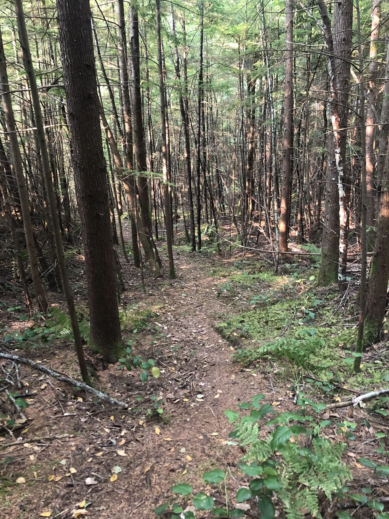 SLRD Britannia Beach OECM_Sam Wing.jpeg