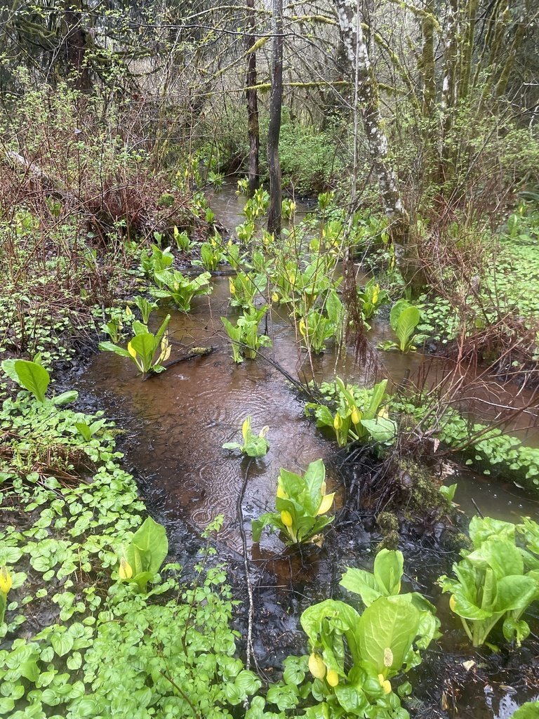 Squamish Protected Area_Ellika Cairns iNat.jpg