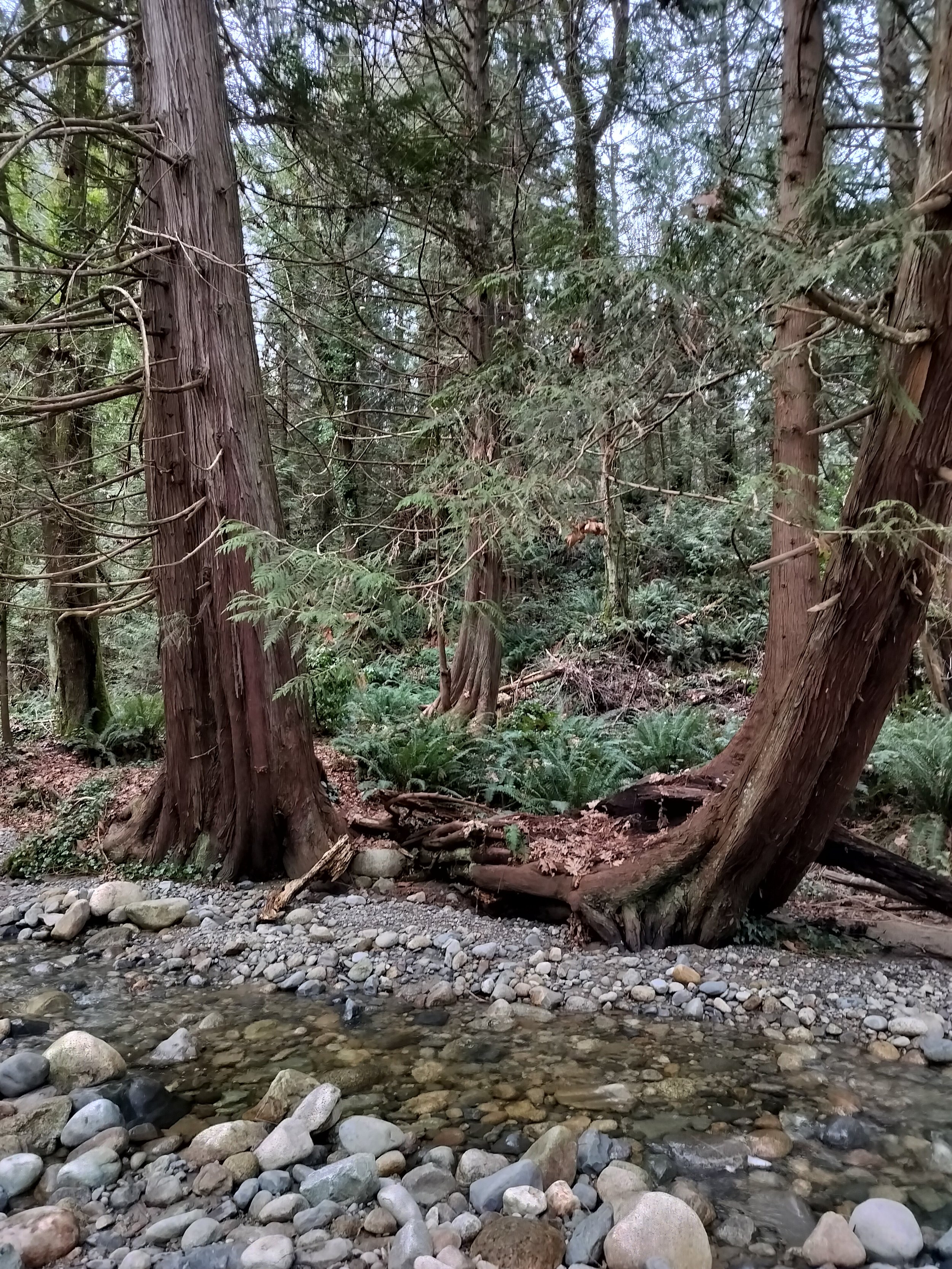 Gibson Creek Ravine OECM_Town of Gibsonsjpg.jpg