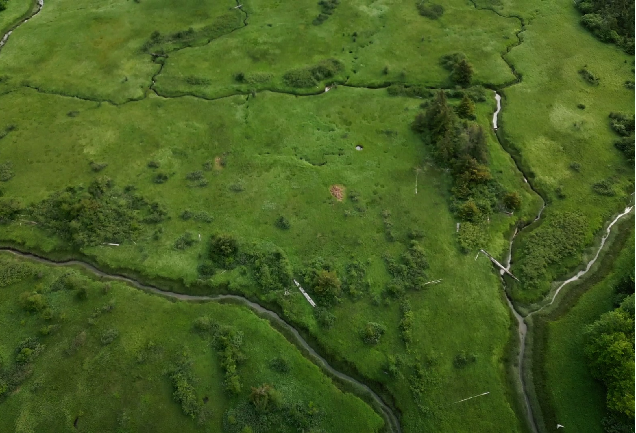 Squamish Estuary, Wetlands