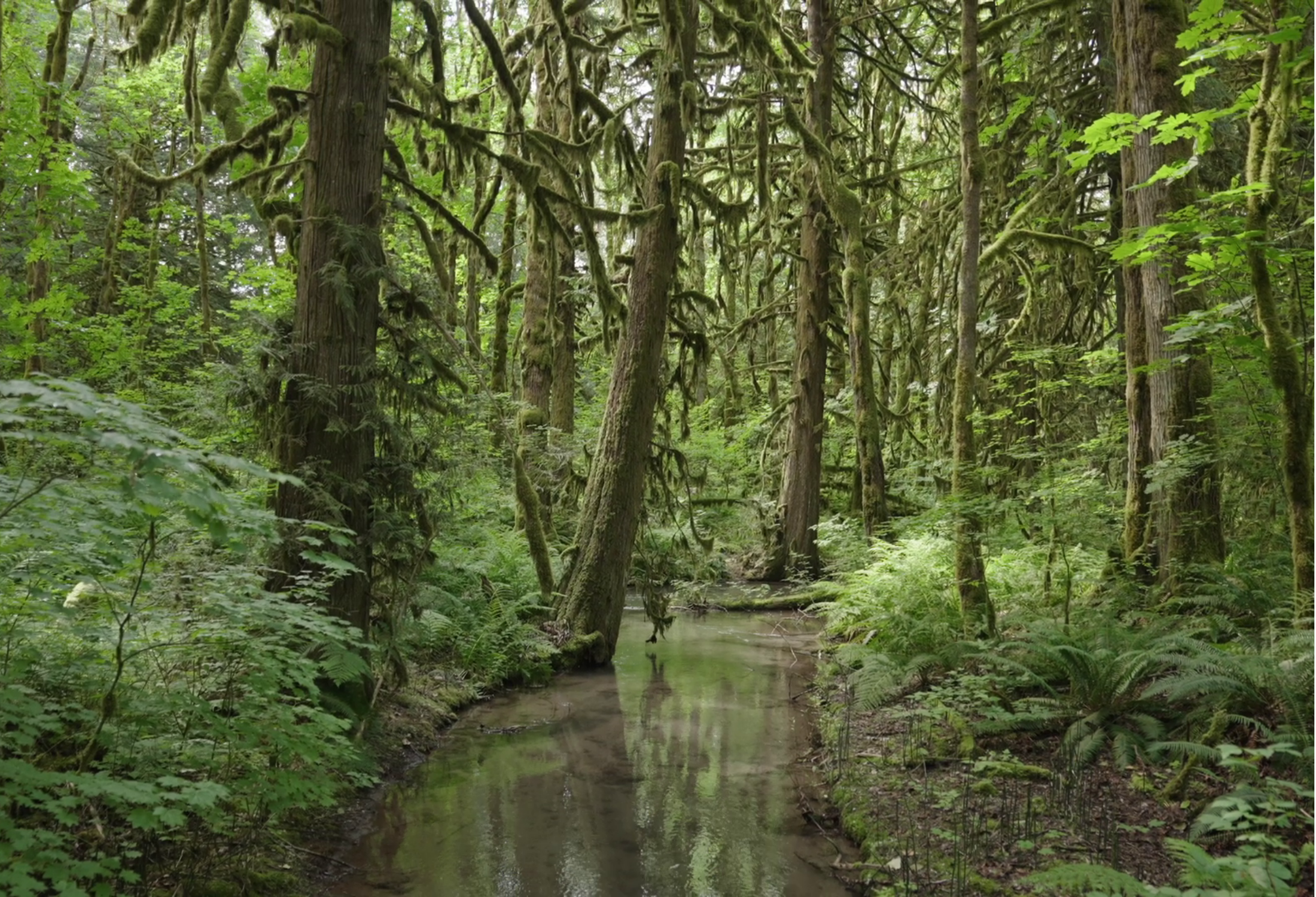 Forest, Creek in Howe Sound Biosphere Region