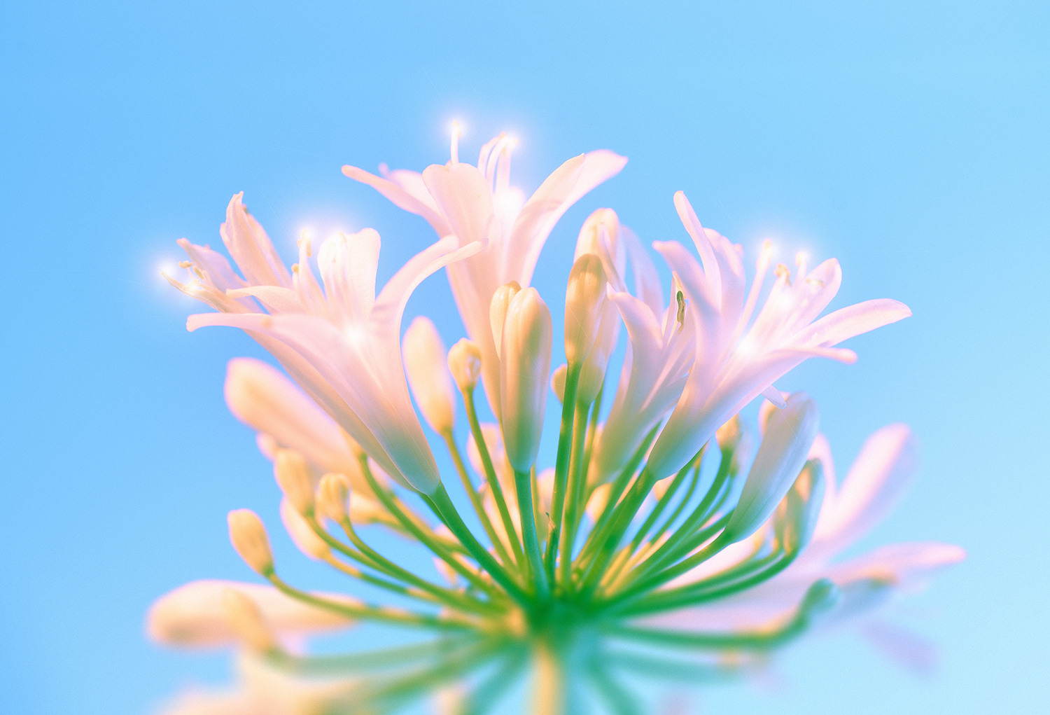 sparkle flowers 1.jpg