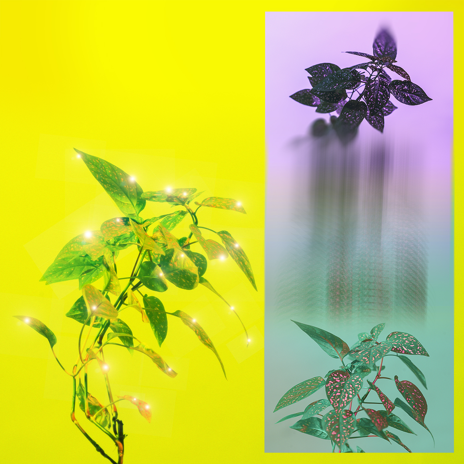 sparkle plant 2.1.jpg