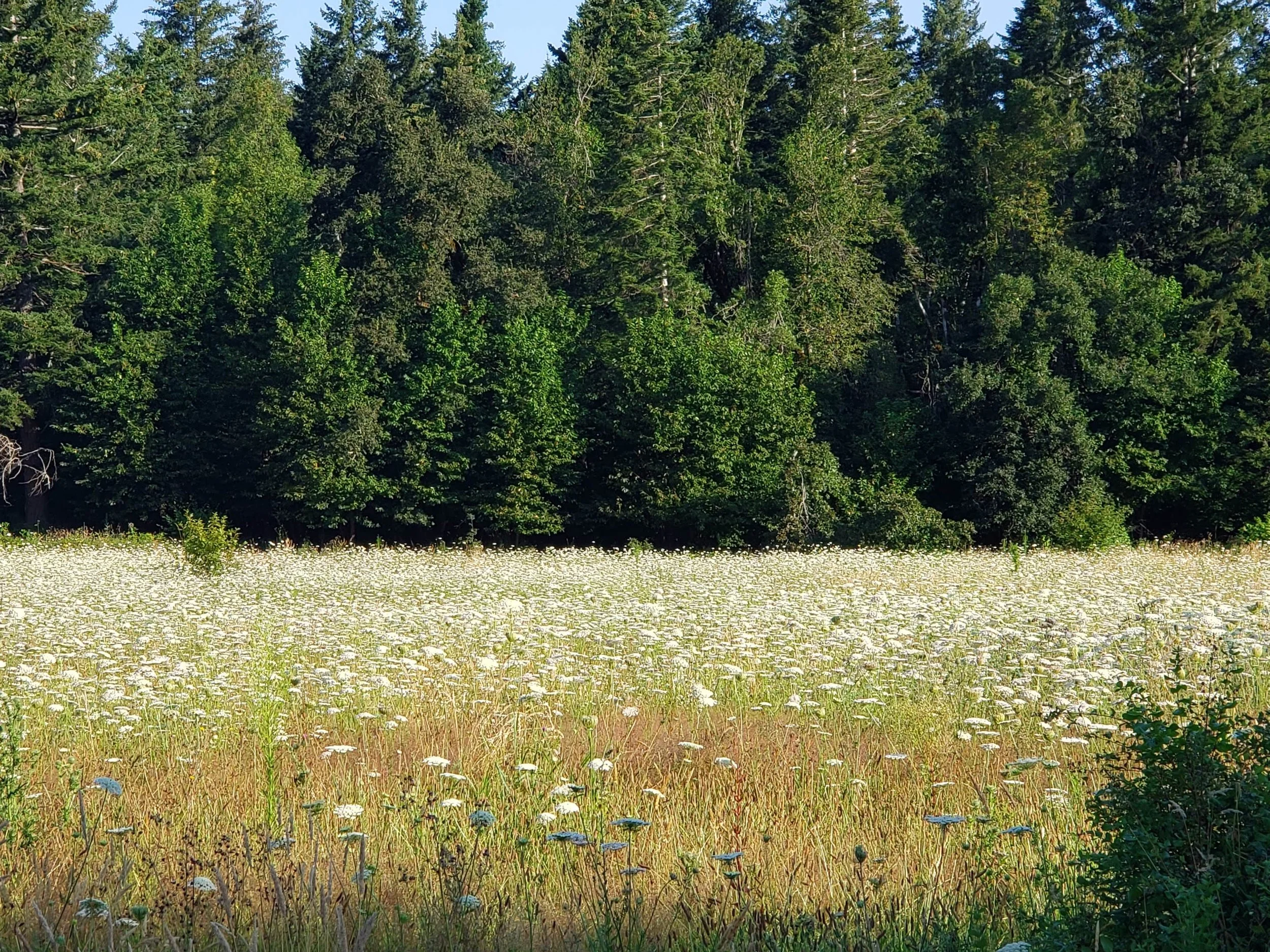 Ecodynamic Design Reference: Columbia River Gorge Sams Walker Site Wa