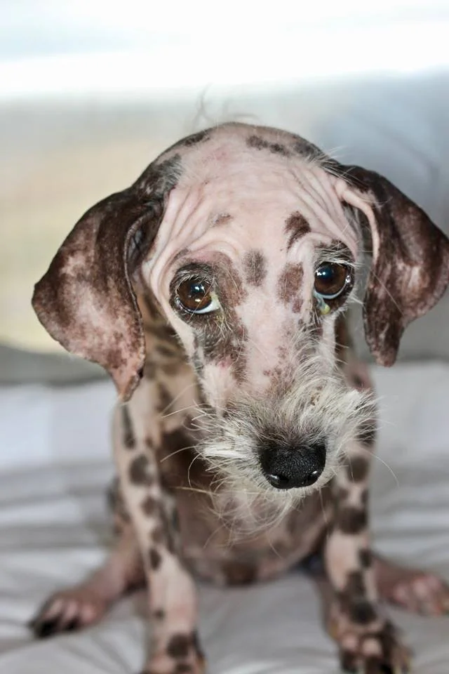 hairless dalmatian