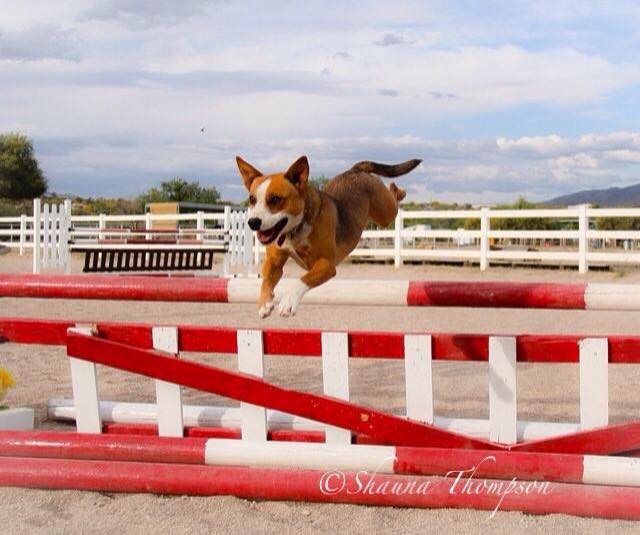 Zuri flying into her new life
