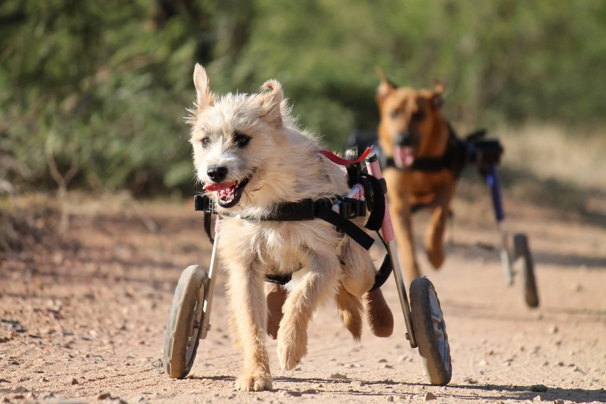 dog rescue sanctuary