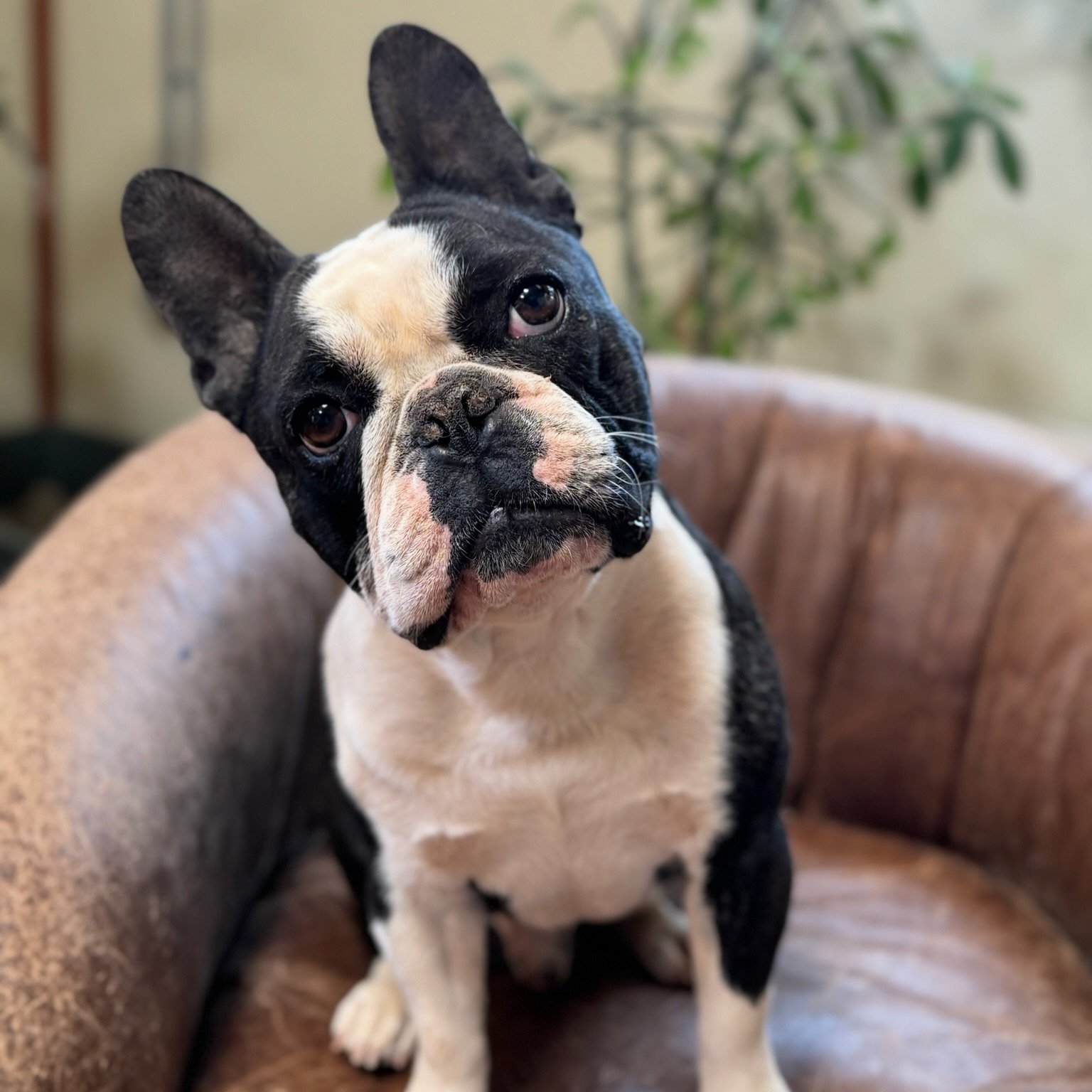 Meet Paul🐾

Paul a silly little dude! Frenchies are all little weirdos and he fits the bill. He makes friends with everyone he meets, and would love if you would play ball with him. 

#frenchbulldog #frenchbulldogs #frenchbulldogsofinstagram #french