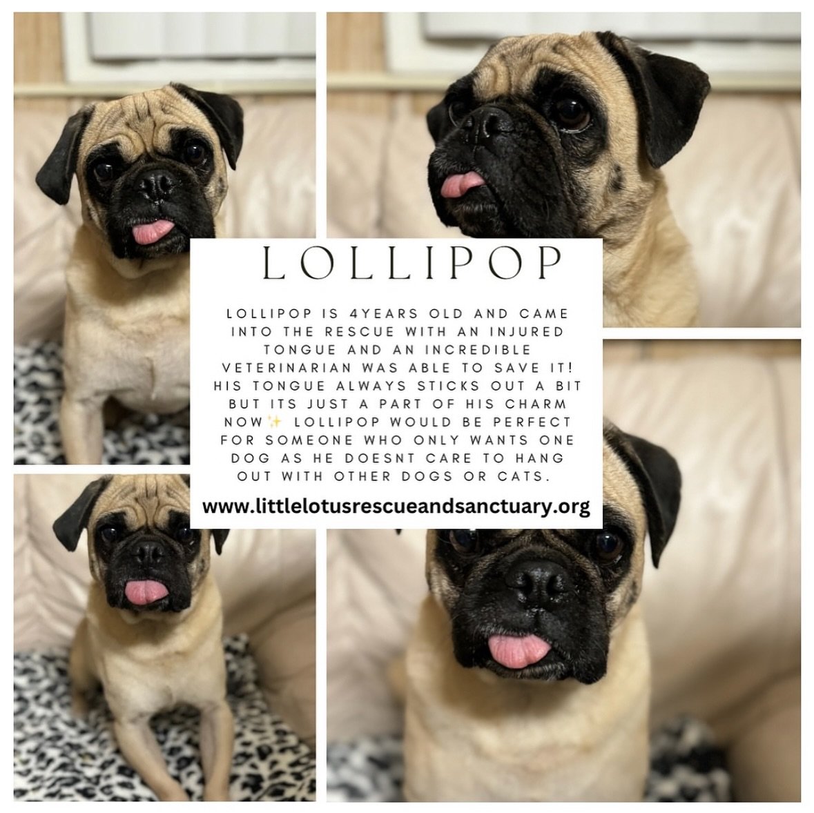 Meet Lollipop🍭

This goofy boy is about 4years old has has the most endearing smile. That tongue stays out always because he told me &ldquo;tongue out Tuesday&rdquo; is his favorite Instagram day🤷&zwj;♀️ He would love his own home for the holidays 