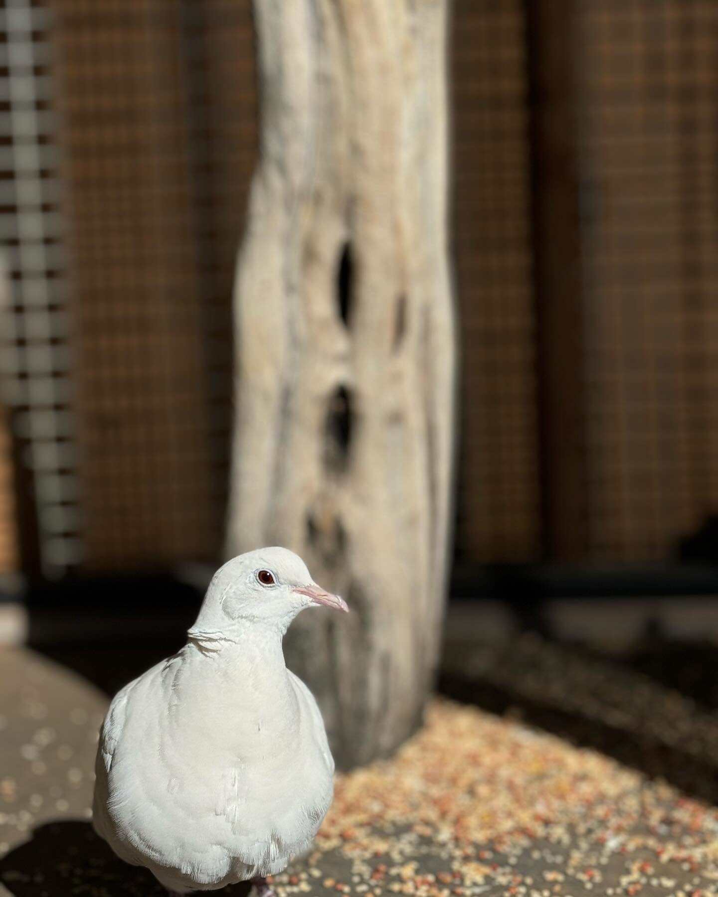 This beautiful dove needs a buddy!
We have a single dove that we would love to have a friend or two for. The initial idea was to put him in with a few pigeons we have, but this is an older guy and the pigeons were pretty pushy with him so we think it