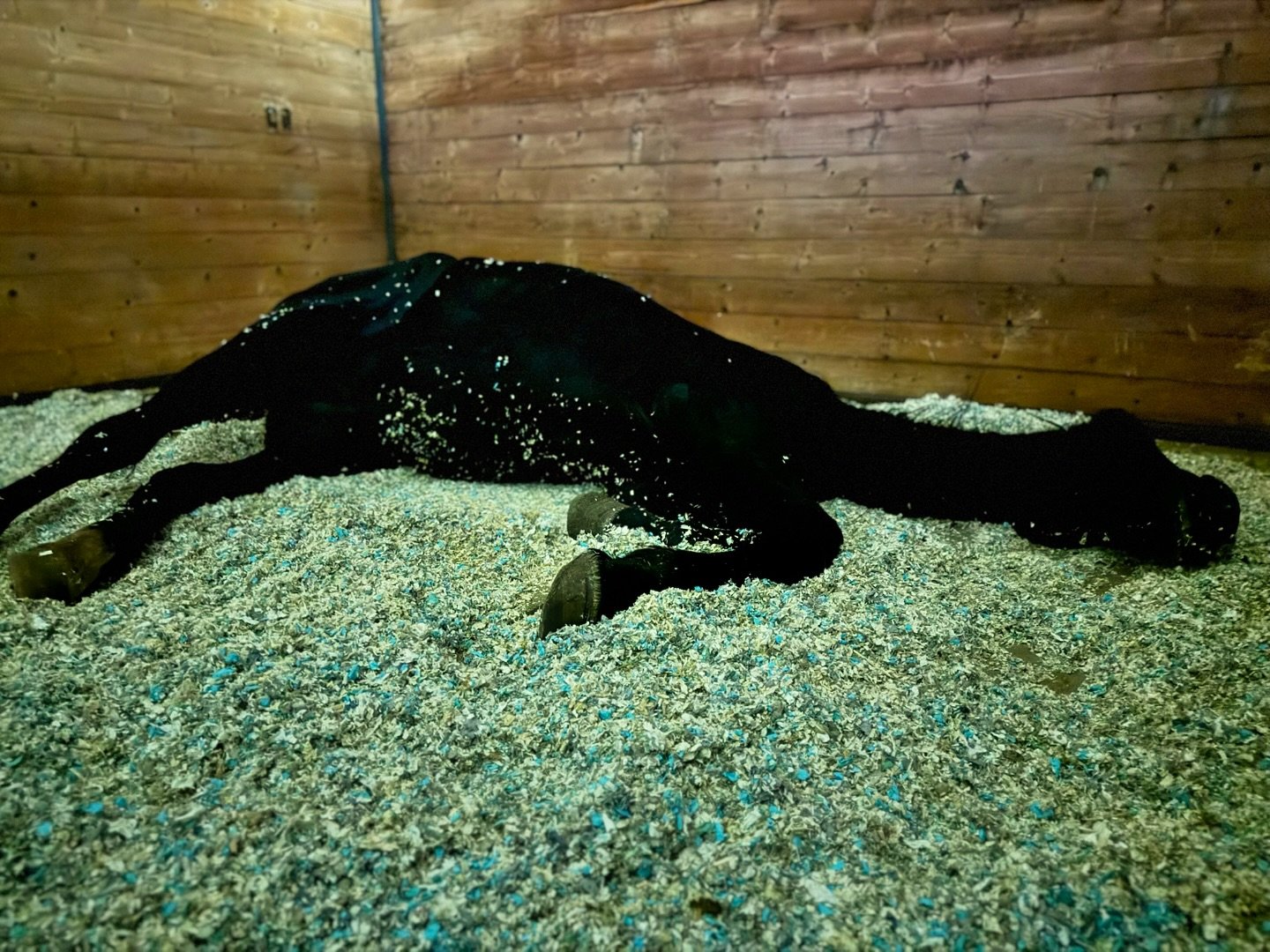 This is rescue. This is the sweetest mare I have ever met. This is the mama who we took in after she lost her baby. Being pregnant saved her life. Her worth was measured by the foal she carried, that&rsquo;s why they hesitated shipping her. Her descr