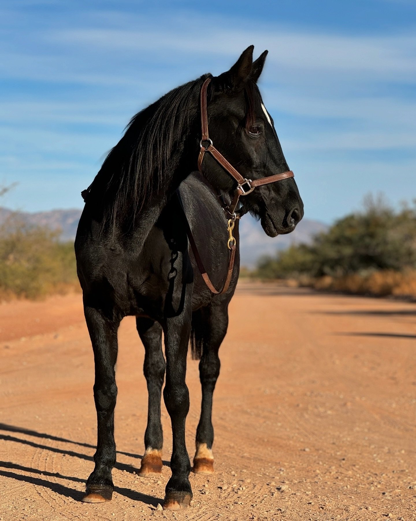 Look how good our girl is looking. This is the senior mare that lost her foal who didn&rsquo;t have a name that resonated. Sometimes a temporary name is ok, just a placeholder until their forever family honors them with their own name but she&rsquo;s