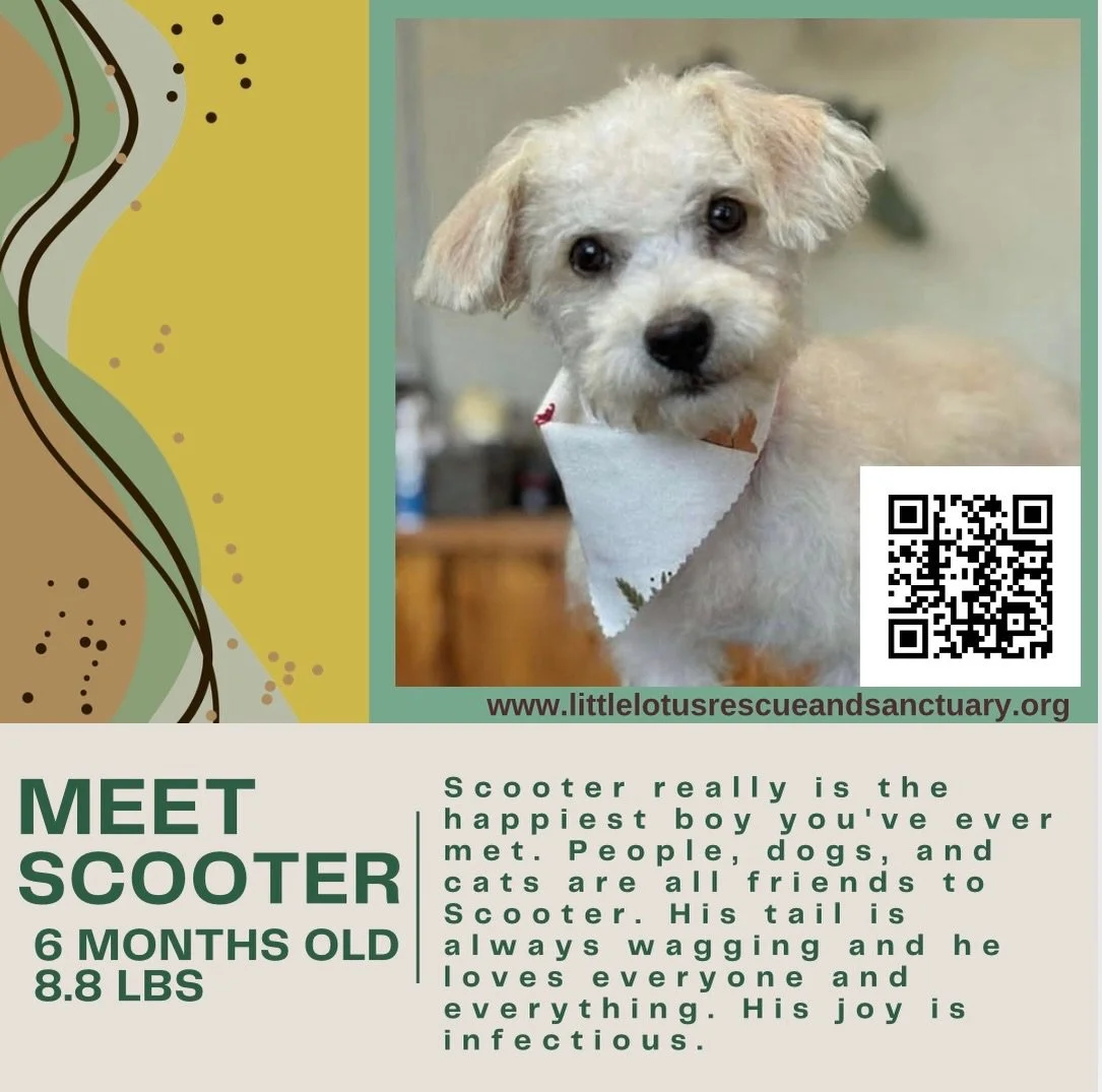 Meet Scooter!

Scooter really is the happiest boy you&rsquo;ve ever met. People, dogs, and cats are all friends to Scooter. His tail is always wagging and he loves everyone and everything. This boy would LOVE kids to grow up with and his joy is infec