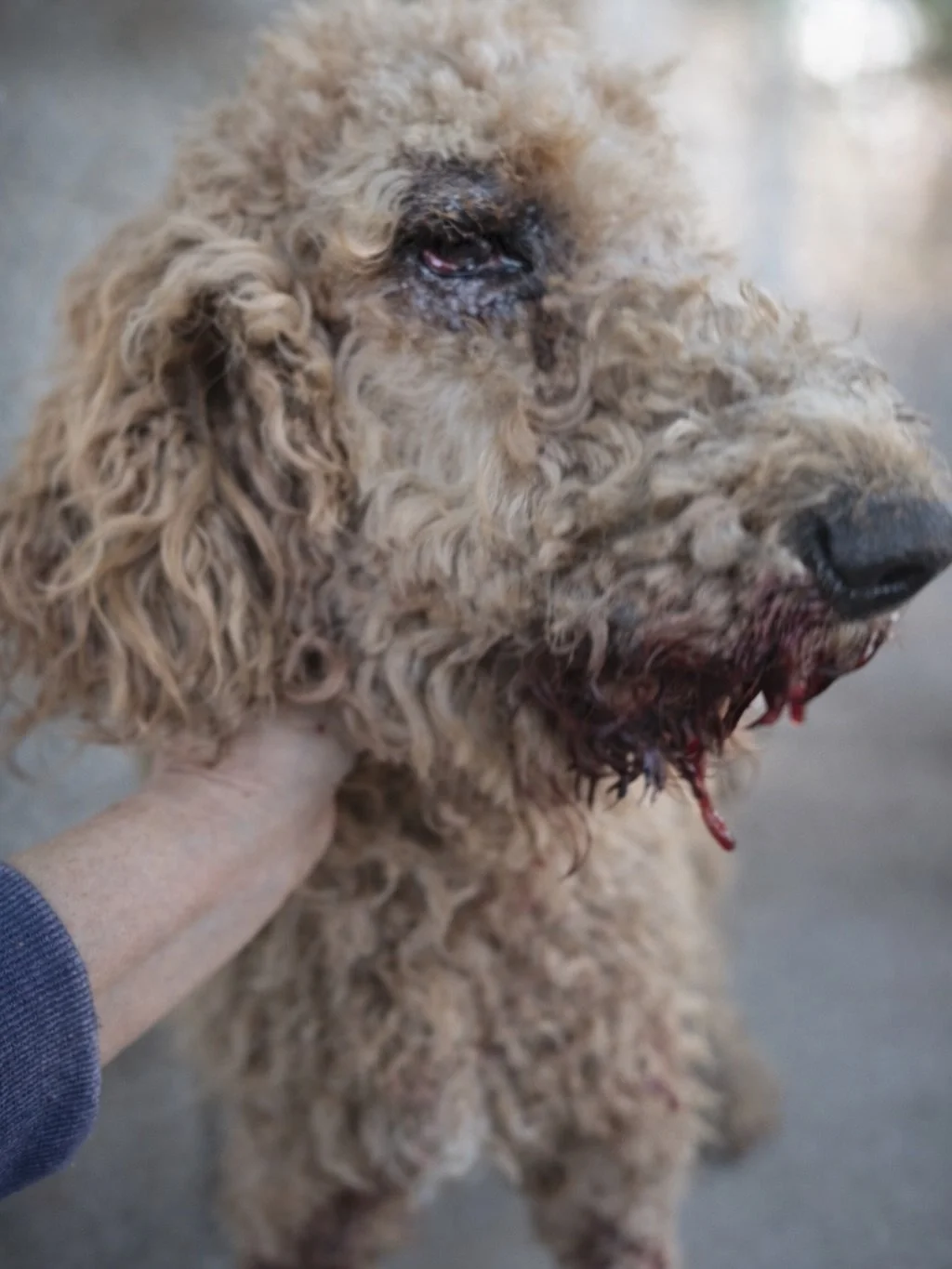 Names hold power. 

We were contacted by an animal protection officer about two doodles who needed out of a small county shelter. We thought that because they were doodles, they would find adopters without us. There were blood drops in the run with t