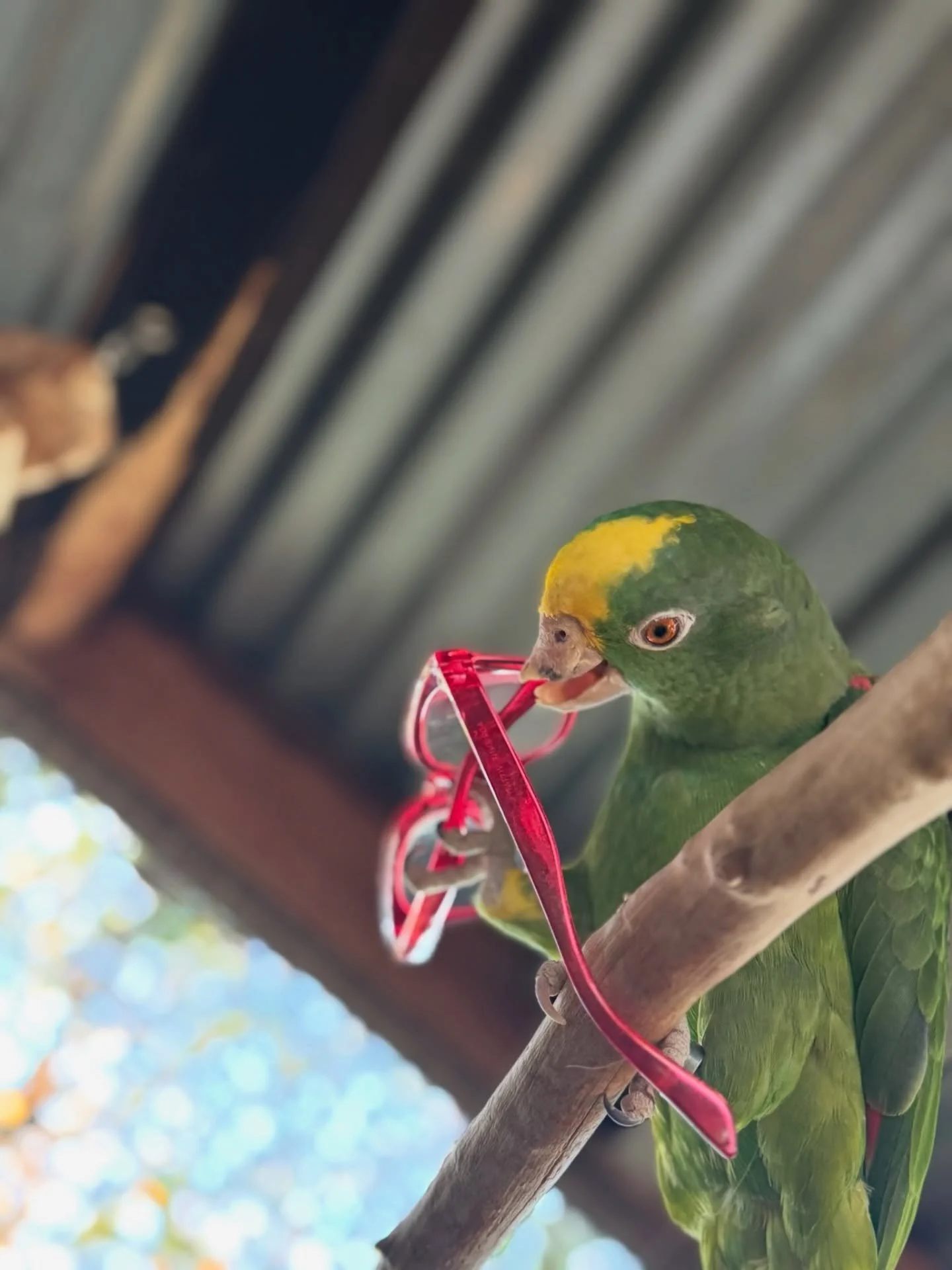 Limited Beak. Unlimited Audacity. 

Ducky came to us when animal protection officers got a call saying there was a parrot at an apartment complex pool in Huachuca City and while we do have some feral populations of parrots in Arizona, this wasn&rsquo